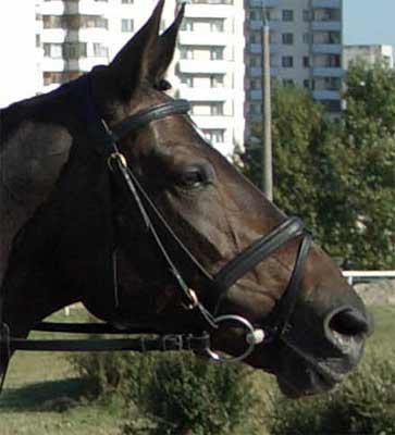 05.jpg