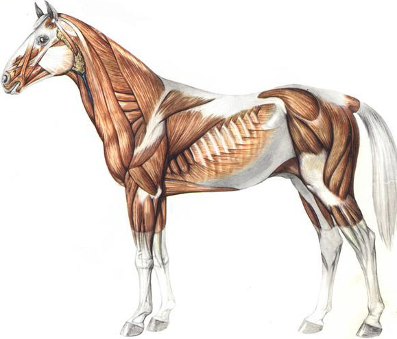 horse-muscles-2.jpg