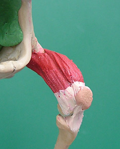 lrg_107197_H19.jpg