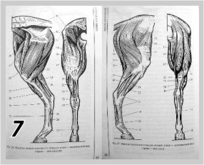 ЗадниеНоги7.jpg
