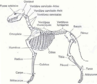 Anatomie%20chien.jpg