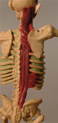 Back1.jpg