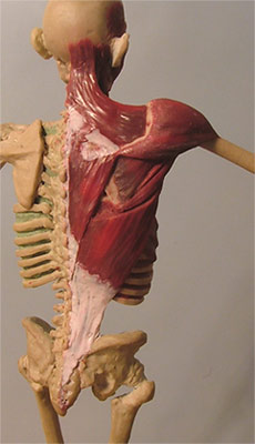 Back11.jpg