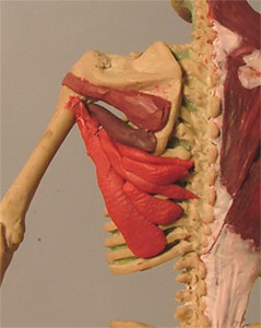 Back13.jpg