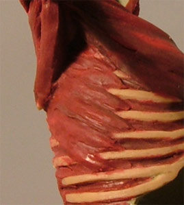 Chest4.jpg