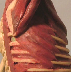 Chest5.jpg