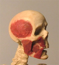 Head03.jpg