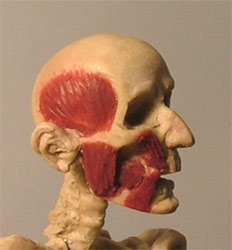 Head04.jpg