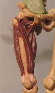 Leg13.jpg