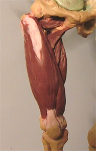 Leg14.jpg