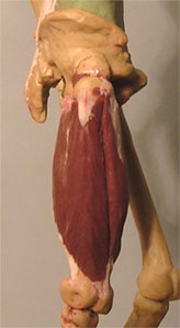Leg16.jpg