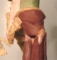 Leg17.jpg