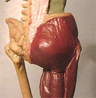 Leg18.jpg