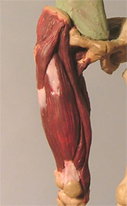 Leg19.jpg
