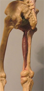 Leg2.jpg