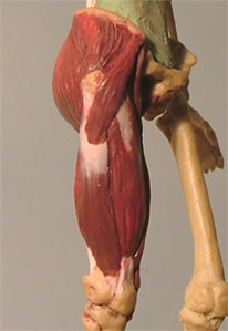 Leg20.jpg