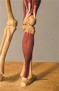 Leg21.jpg