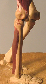 Leg22.jpg