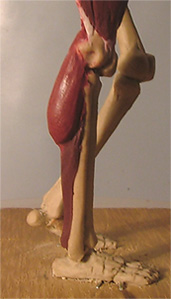 Leg24.jpg