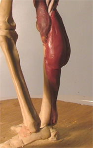 Leg25.jpg