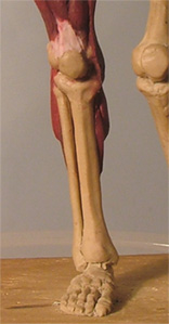 Leg26.jpg