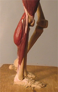 Leg27.jpg