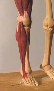 Leg28.jpg