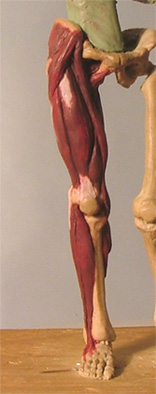 Leg29.jpg