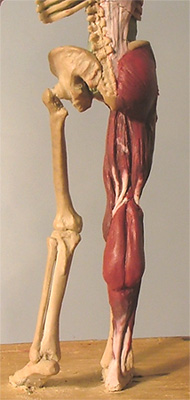Leg30.jpg