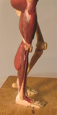 Leg31.jpg