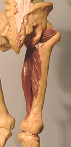 Leg4.jpg