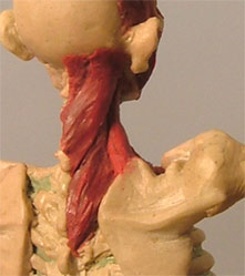 Neck12.jpg