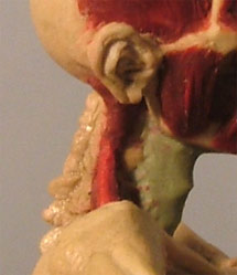 Neck3.jpg