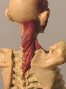 Neck9.jpg